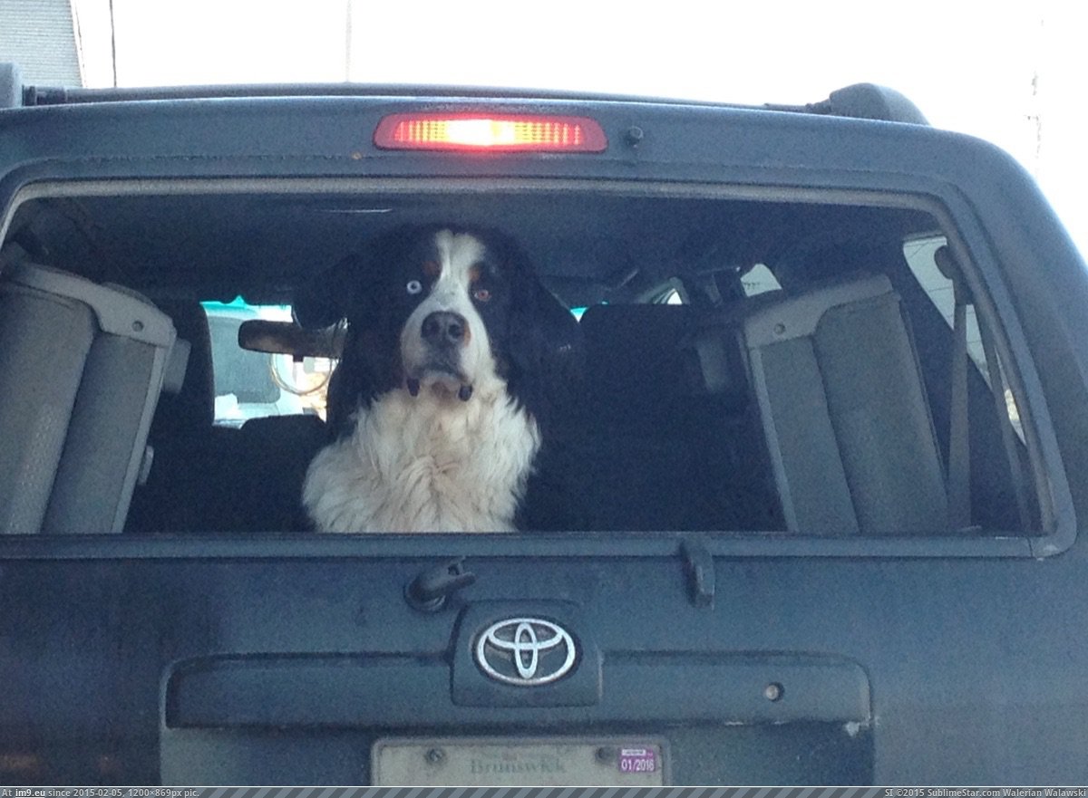 [Aww] This fella was in front of me in the drive-thru this morning. He never broke eye-contact. (in My r/AWW favs)