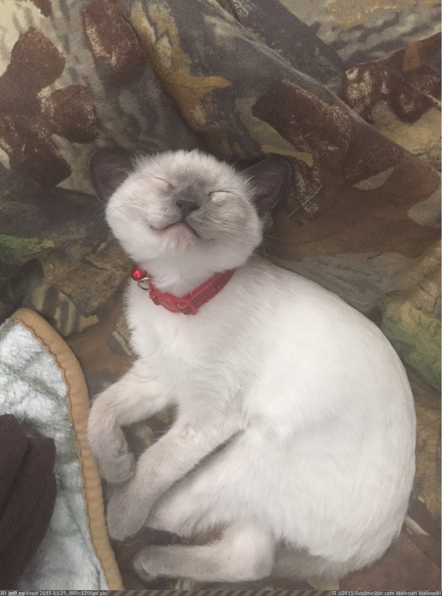 [Aww] This is smokey, I've had him since he was 2 weeks old. He's a happy little guy (in My r/AWW favs)