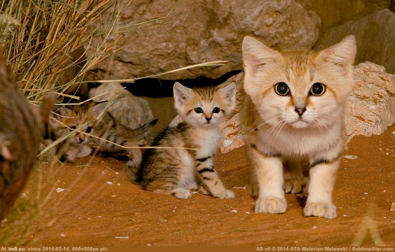 [Aww] This is the Sand Cat: the only cat where the adults look like kittens, and the kittens look like... smaller kittens. (in My r/AWW favs)