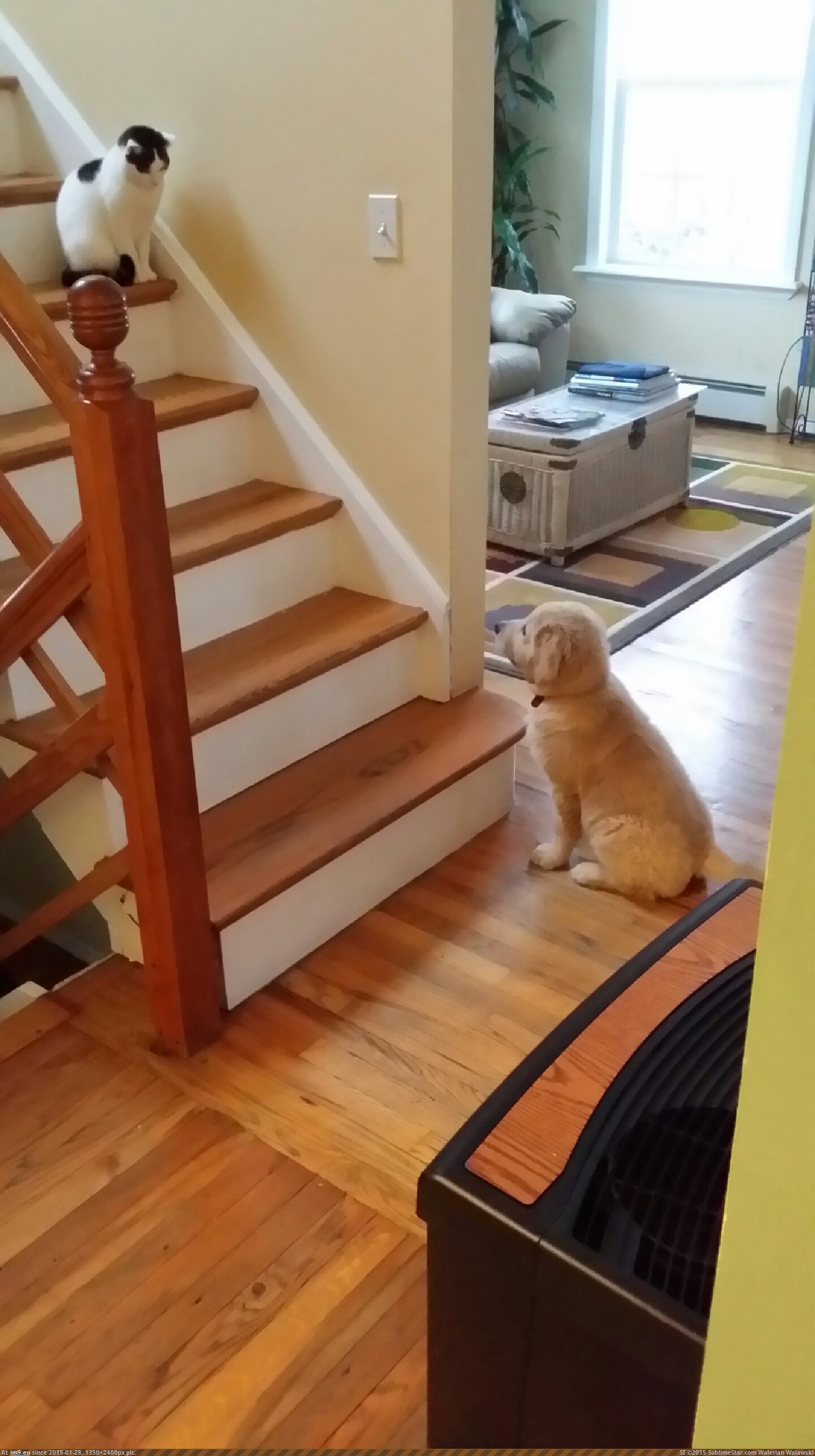 [Aww] We got a new puppy. The cat is skeptical (in My r/AWW favs)