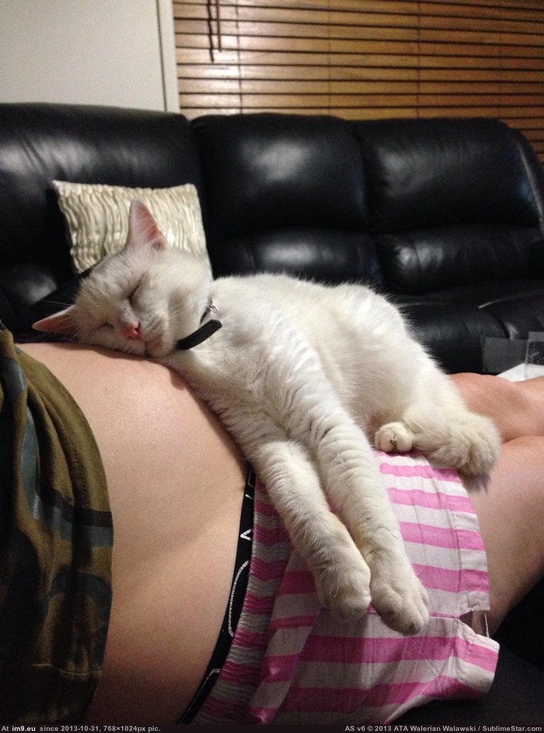 #Cat #Wife #Out #Pregnant #Places #Running #Our #Months #Sleep [Aww] Wife is 7 months pregnant our cat is running out of places to sleep. Pic. (Obraz z album My r/AWW favs))