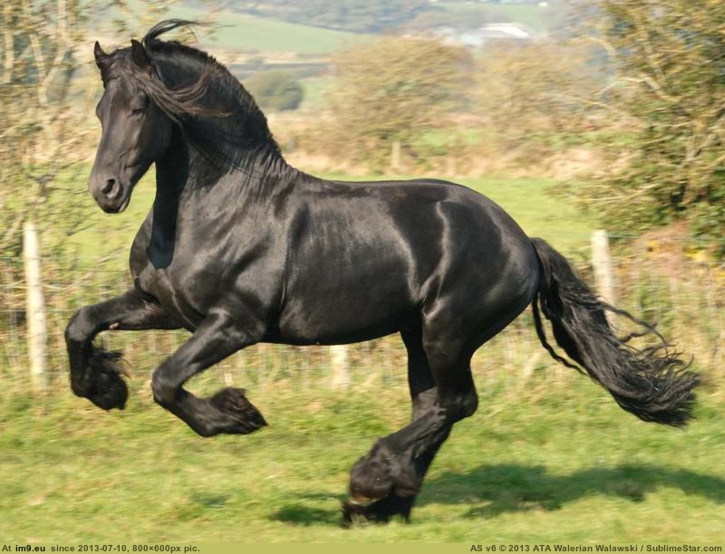 Beautiful Black Horse Playing On The Field (photo) (in Rehost)