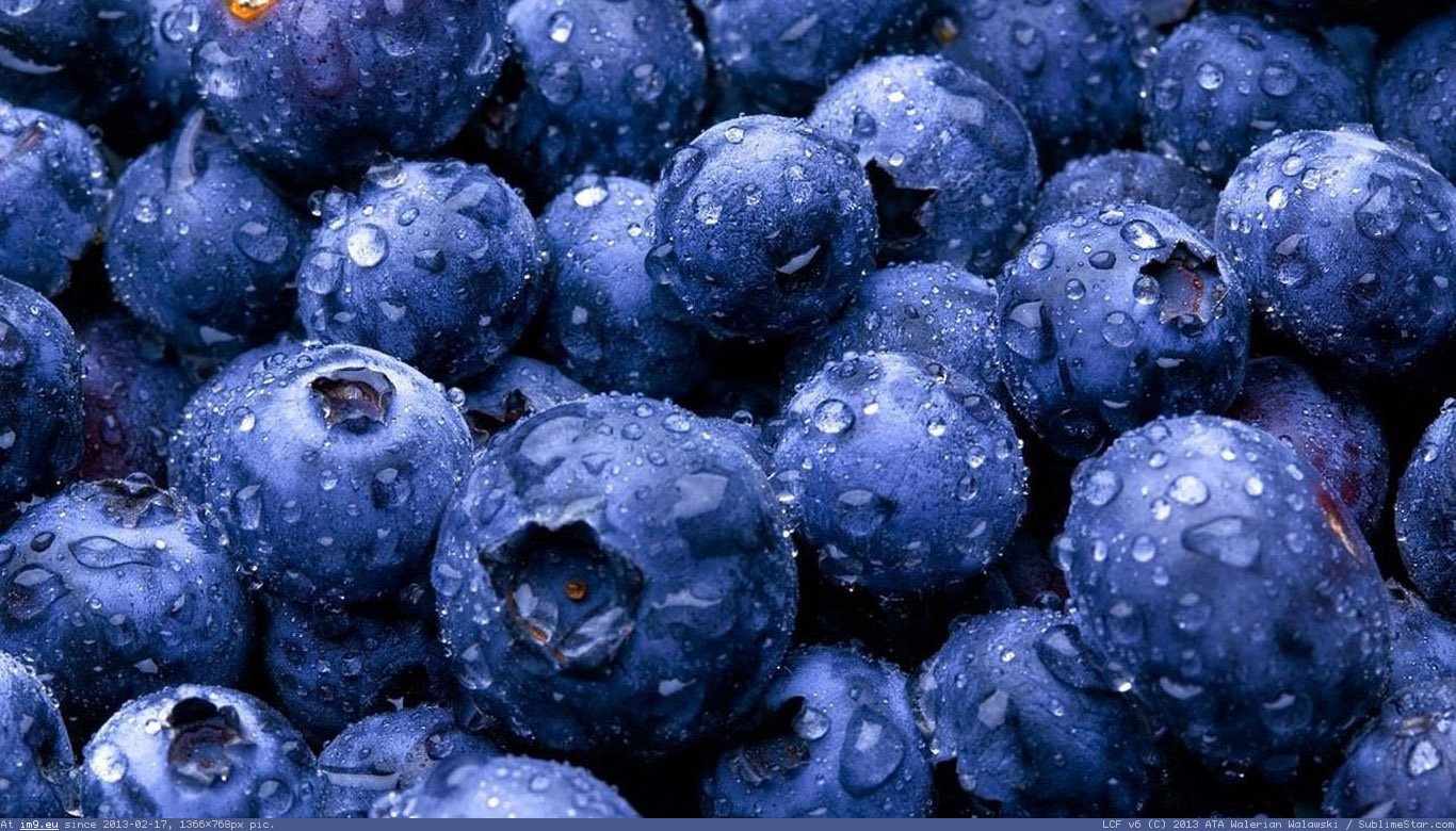 Blueberries Wallpaper 1366X768 (in Food and Drinks Wallpapers 1366x768)