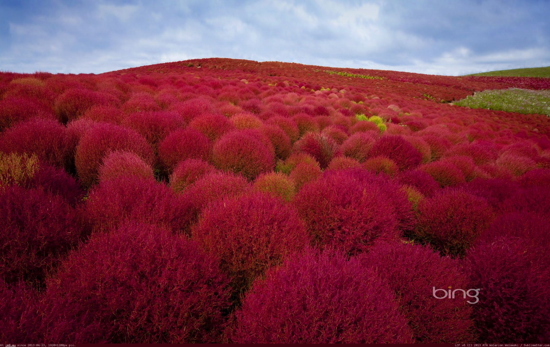 Фоторассказ красота растений. Неопалимая Купина Kochia Scoparia. Парк Хитачи зимой. Кохия Крым. Кохия в природе.