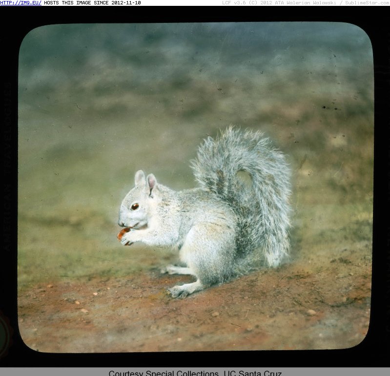 California flora and fauna - Western gray squirrel (Sciurus griseus) (1915).1668 (in Branson DeCou Stock Images)