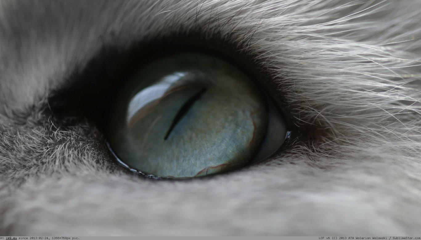 Cat'S Eye Wallpaper 1366X768 (in Cats and Kitten Wallpapers 1366x768)