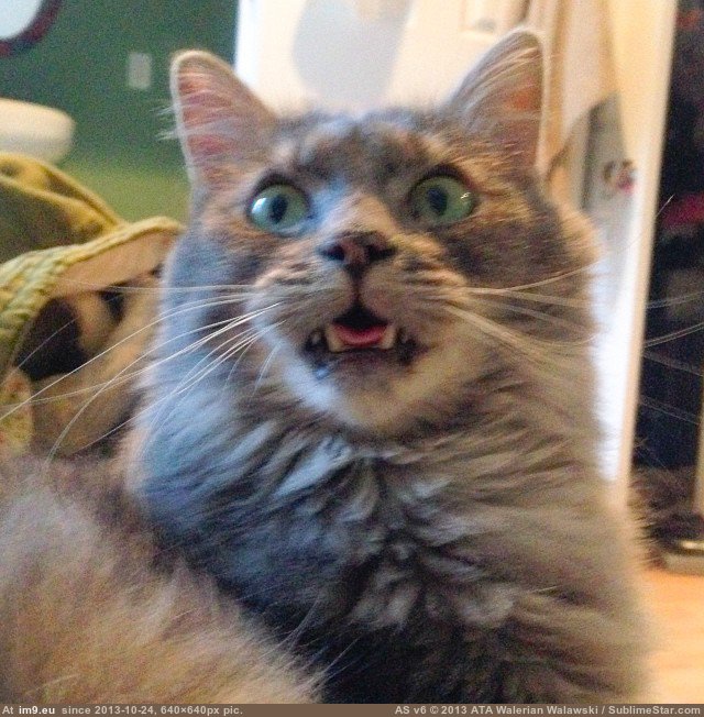 [Cats] He forgets to close his mouth sometimes. 3 (in My r/CATS favs)