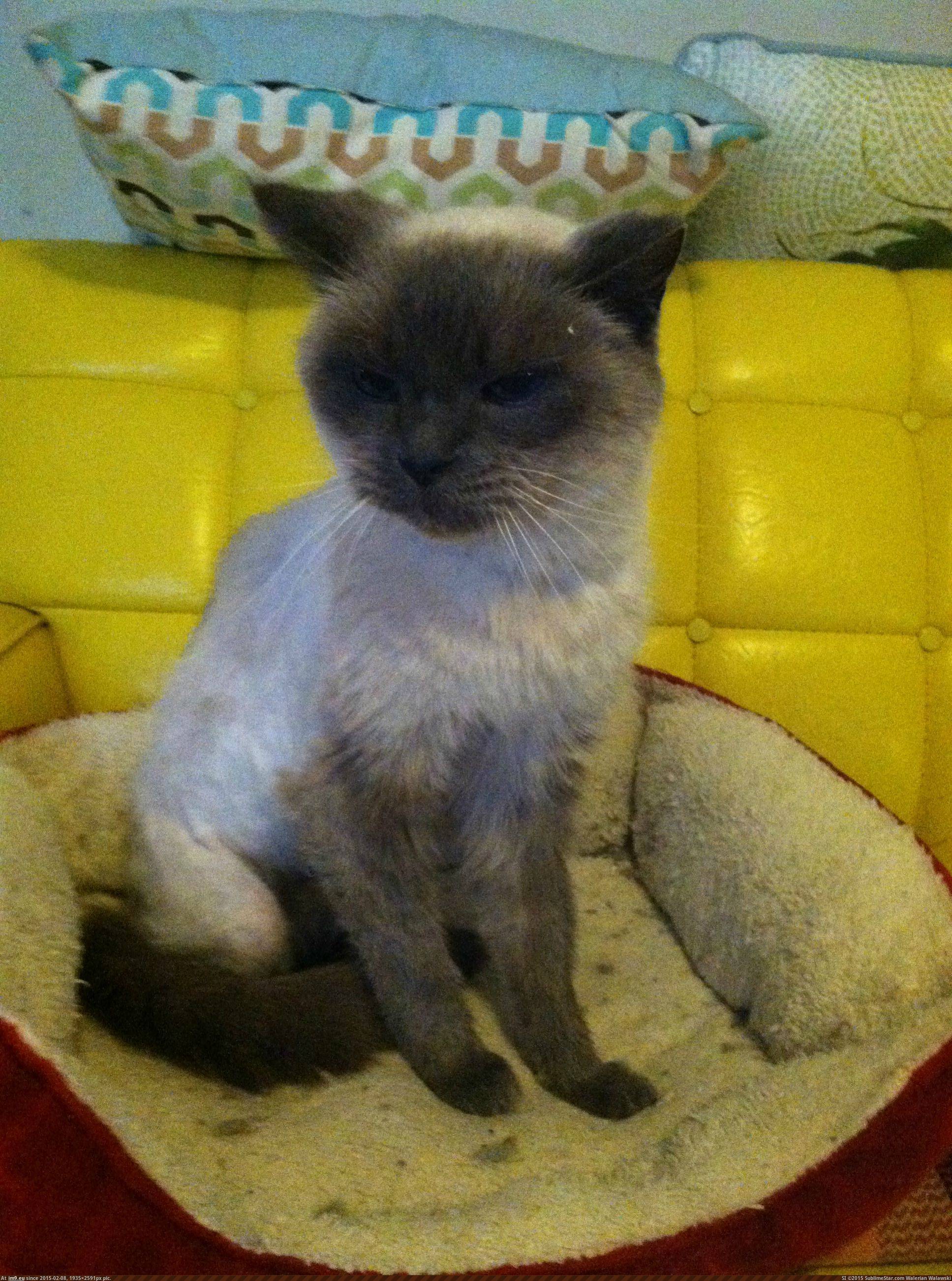 [Cats] Sixteen years old, blind, deaf, declawed, he was left outside to fend for himself. I intend to give this old man a more c (in My r/CATS favs)