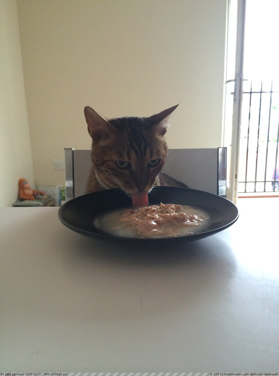 [Cats] Sometimes when I'm lonely, I make the cat sit and eat dinner with me. I refuse to believe I'm the only one who does this… (in My r/CATS favs)