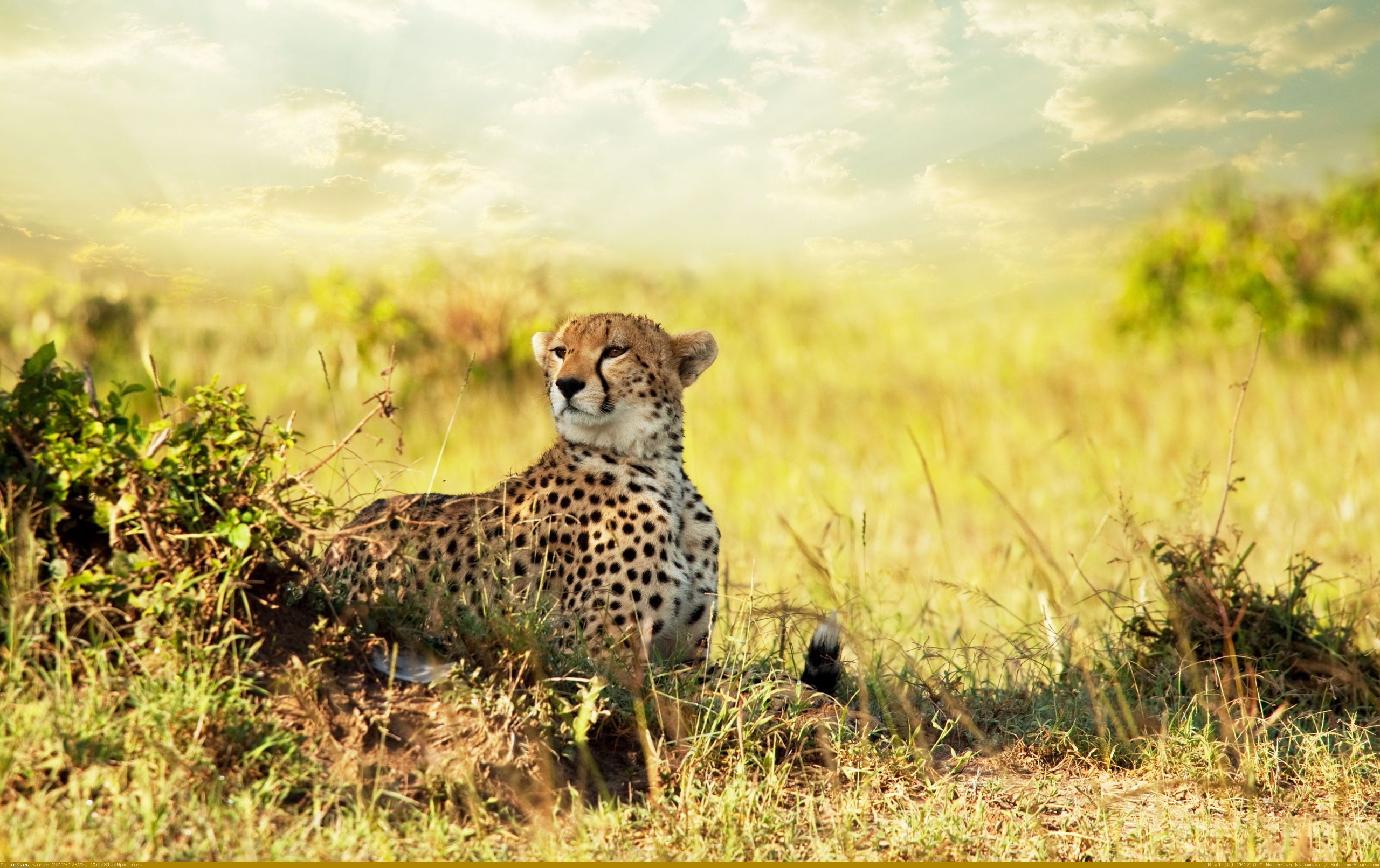 Cheetah Savanna Africa Wide HD Wallpaper (in Unique HD Wallpapers)