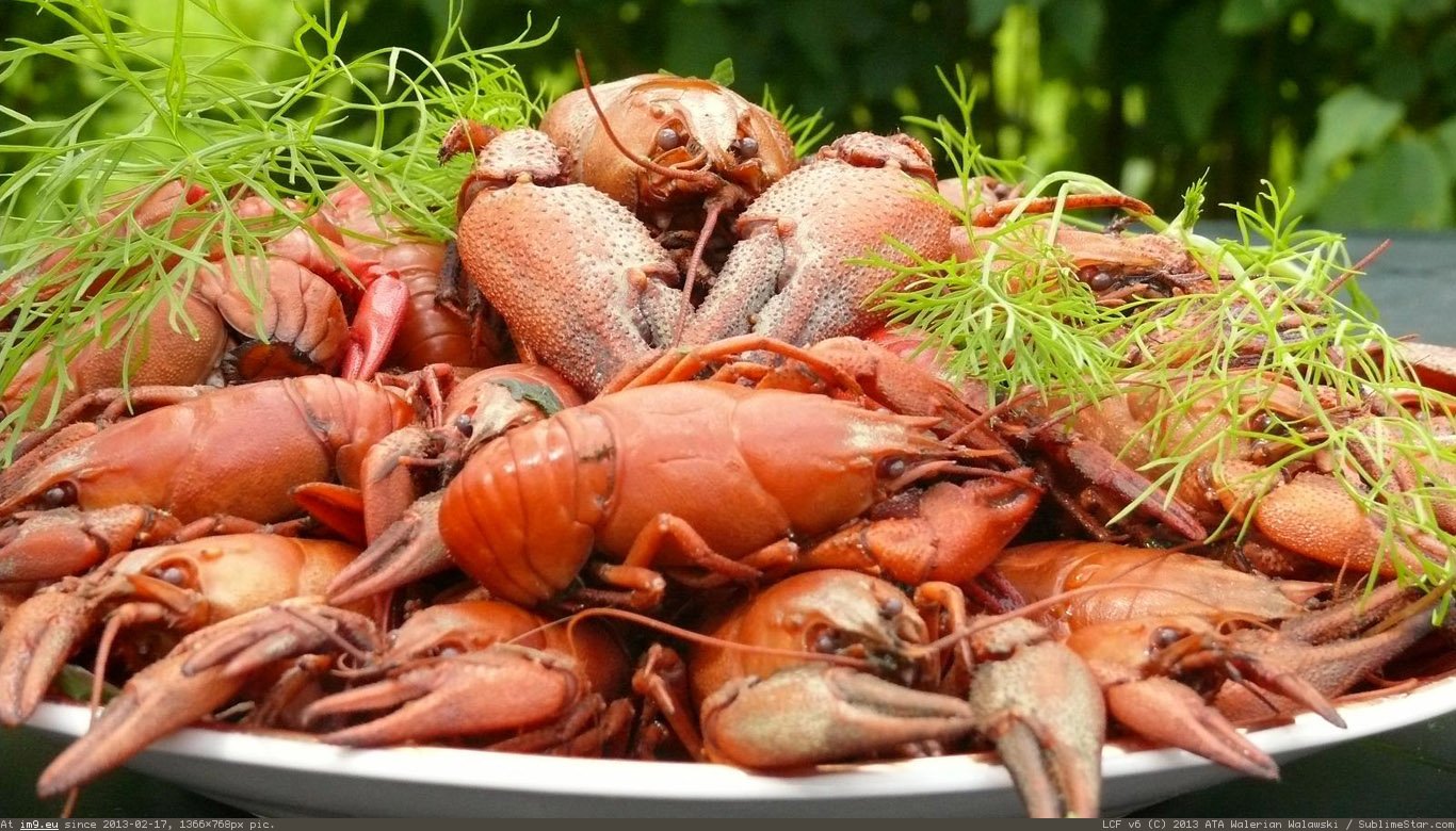 Crawfish Wallpaper 1366X768 (in Food and Drinks Wallpapers 1366x768)