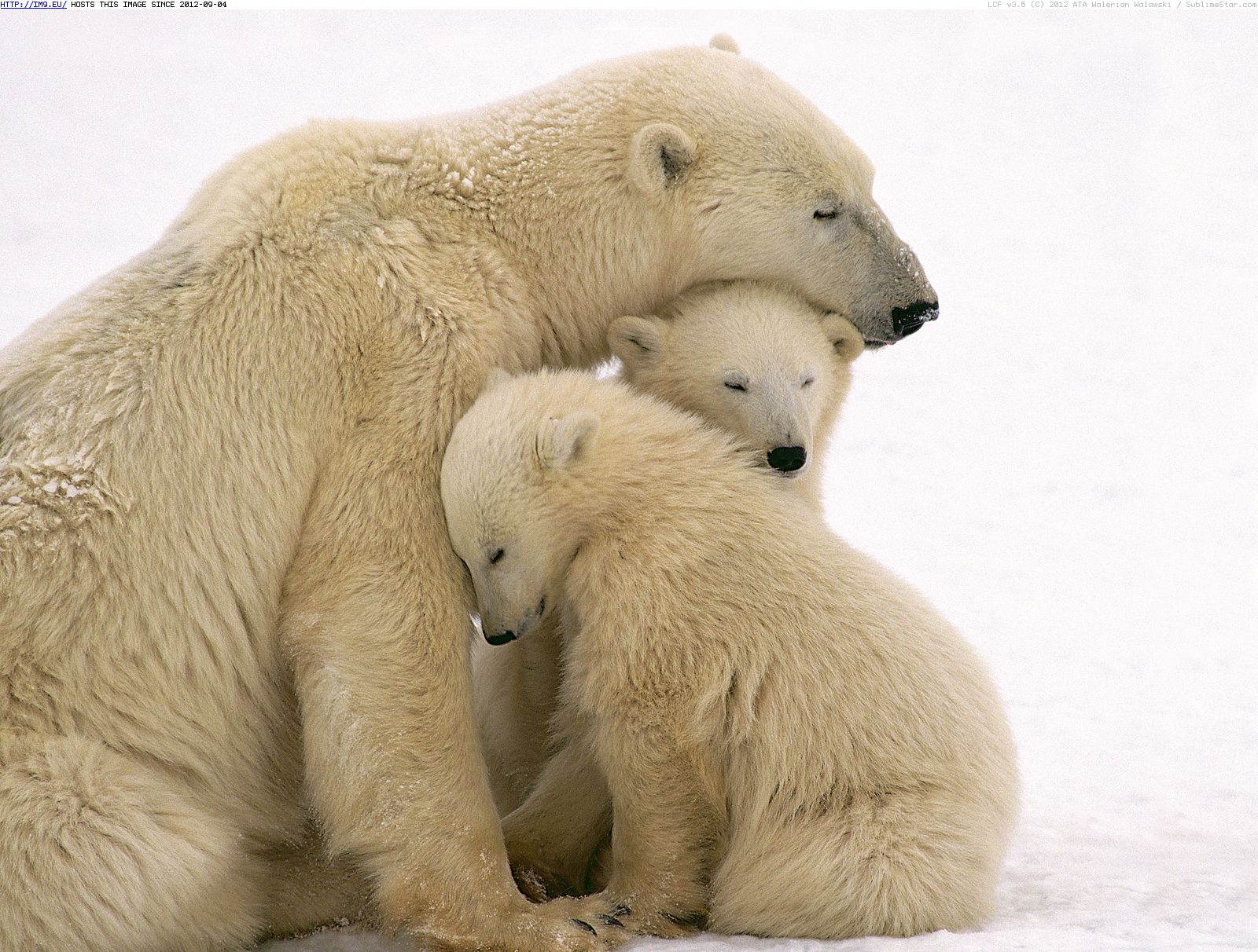 Mother bear. Медведица с двумя медвежатами. Мама Медведица и два медвежонка. Белый медведь Медведица и медвежата. Белая Медведица и 2 медвежонка.