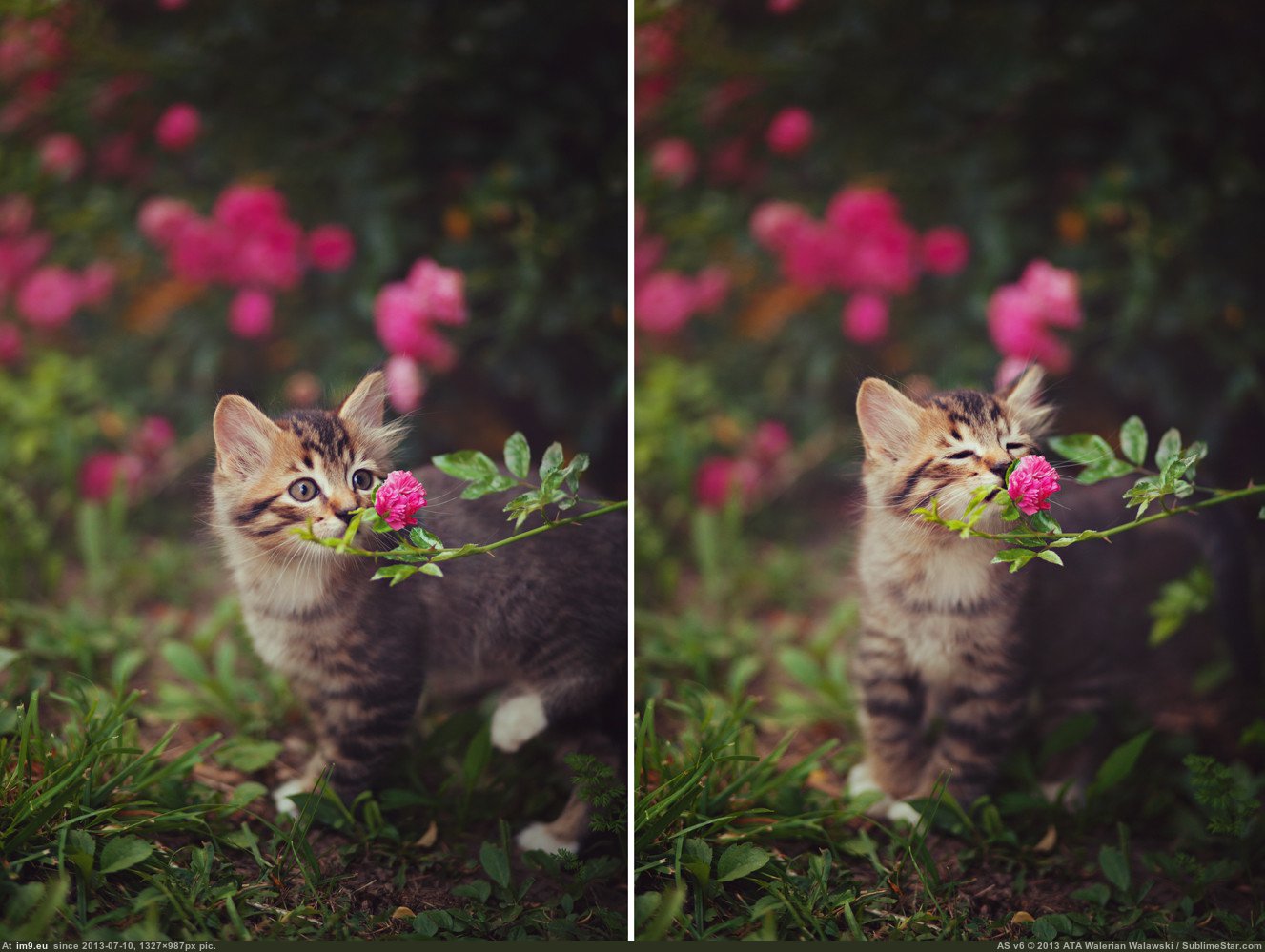 Cute kitten smells the flowers (double photo wallpaper) (in Rehost)