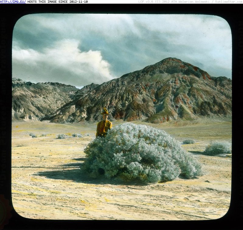 Death Valley, California - man (rangerqm) standing next to desert holly (Atriplex hymenelytra) bush (1920-1940).2345 (in Branson DeCou Stock Images)