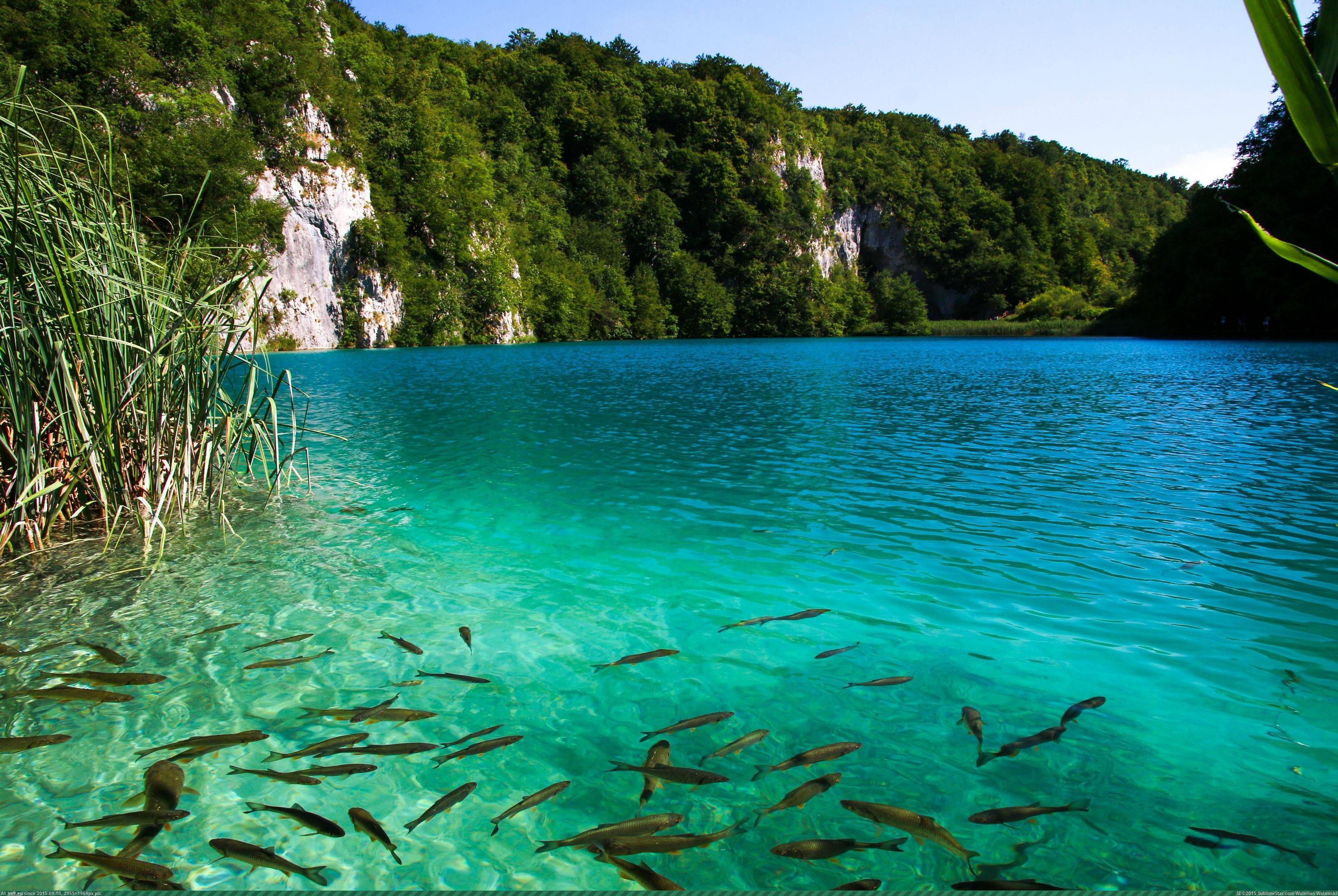 В иных озерах вода. Плитвицкие озёра Хорватия. Национальный парк Плитвицкие озера Хорватия. Плитвицкие озёра, Хорватия фауна.
