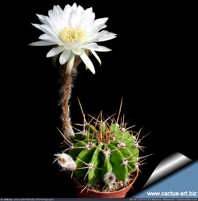 Echinopsis_chacoana_810 (in Wadie 0)
