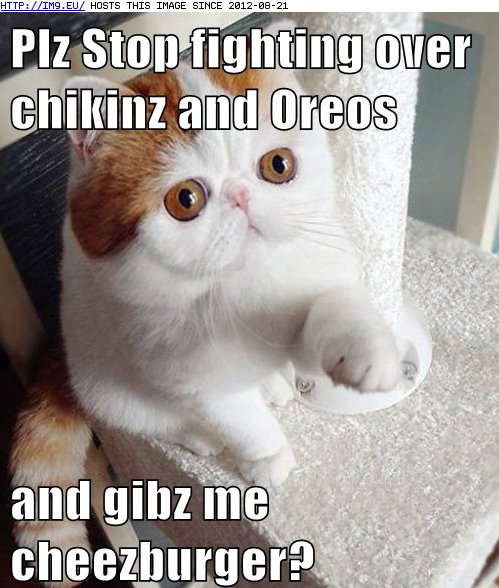 Flavour of the Day - Lolcats - lol, cat memes, funny cats, funny cat  pictures with words on them, funny pictures, lol cat memes
