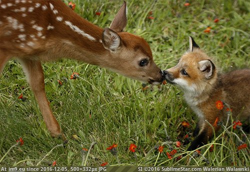 [Funny] I heard you all like baby animals. Here's a fawn and a kit. (in My r/FUNNY favs)