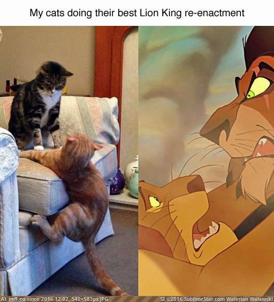 [Funny] lion king (in My r/FUNNY favs)