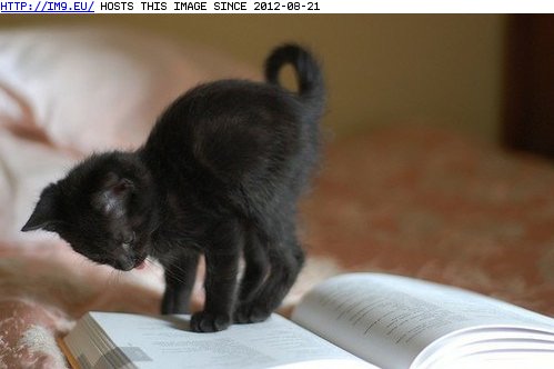 funny pictures - Cyoot Kitteh of the Day: I'm Sure I'd Love Reading if I Could, Ya Know, Read... (in LOLCats, LOLDogs and cute animals)