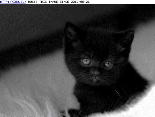 funny pictures - Happy Black Cat Appreciation Day! (in LOLCats, LOLDogs and cute animals)
