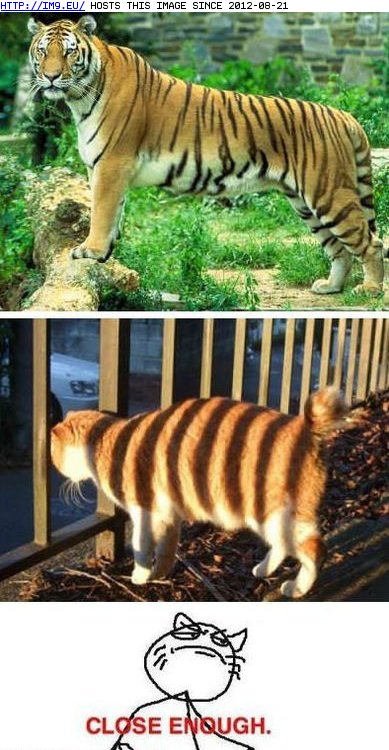 funny pictures - How a Cat Becomes a Tiger (in LOLCats, LOLDogs and cute animals)