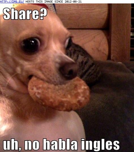 funny pictures - I Has A Hotdog: Cómo se dice share? (in LOLCats, LOLDogs and cute animals)