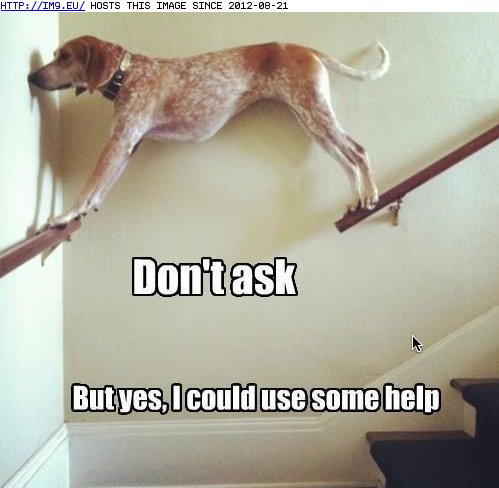 funny pictures - If You Want My Help, Dawg, I'm Gonna Need the Full Story (in LOLCats, LOLDogs and cute animals)