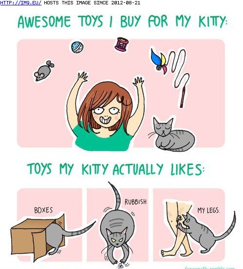 funny pictures - Kitties Enjoy the Simple Things Life Has to Offer (in LOLCats, LOLDogs and cute animals)