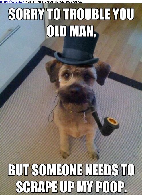 funny pictures - Like a Sir (in LOLCats, LOLDogs and cute animals)