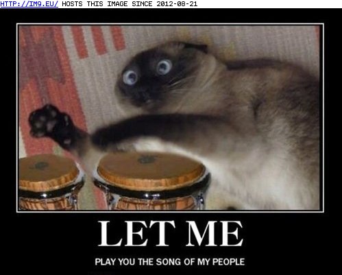 funny pictures - Oh No, Not the Bongos... (in LOLCats, LOLDogs and cute animals)