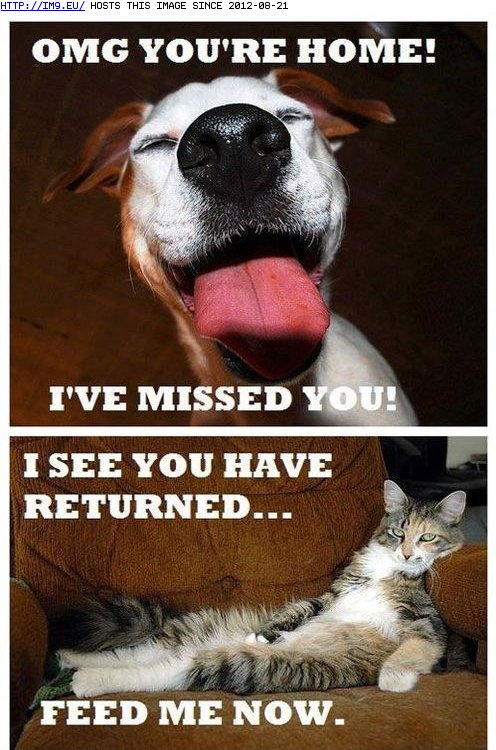 funny pictures - One of the Many Differences Between Dogs and Cats (in LOLCats, LOLDogs and cute animals)