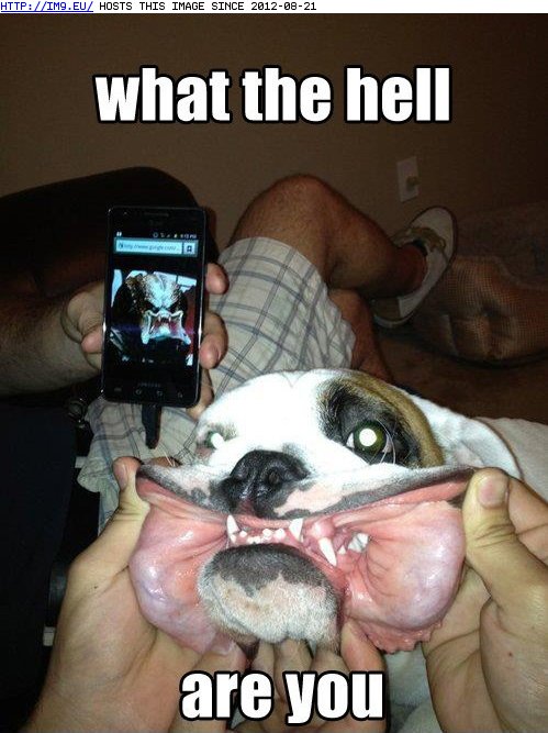funny pictures - Predogtor (in LOLCats, LOLDogs and cute animals)