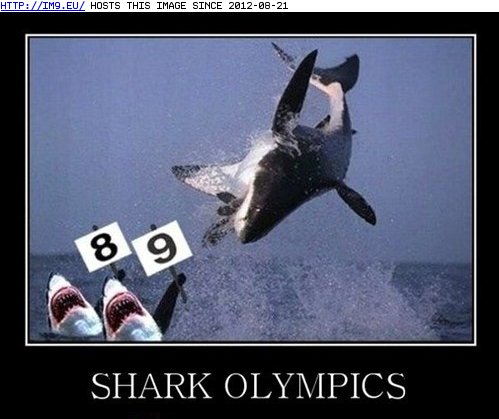 funny pictures - Shark Week Gets Competitive (in LOLCats, LOLDogs and cute animals)