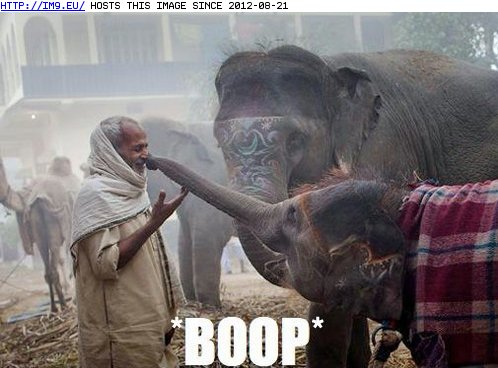 funny pictures - The Most Epic of Nose Boops (in LOLCats, LOLDogs and cute animals)
