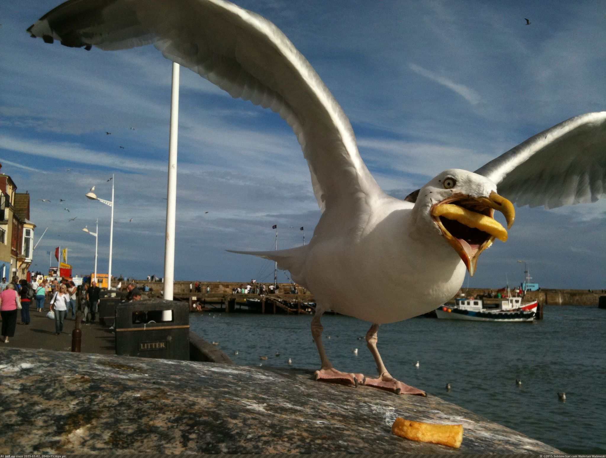 [Funny] Seagull trying to eat a french fry. (in My r/FUNNY favs)