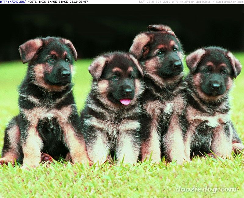 German Shepherd cute puppies (in Cute Puppies)