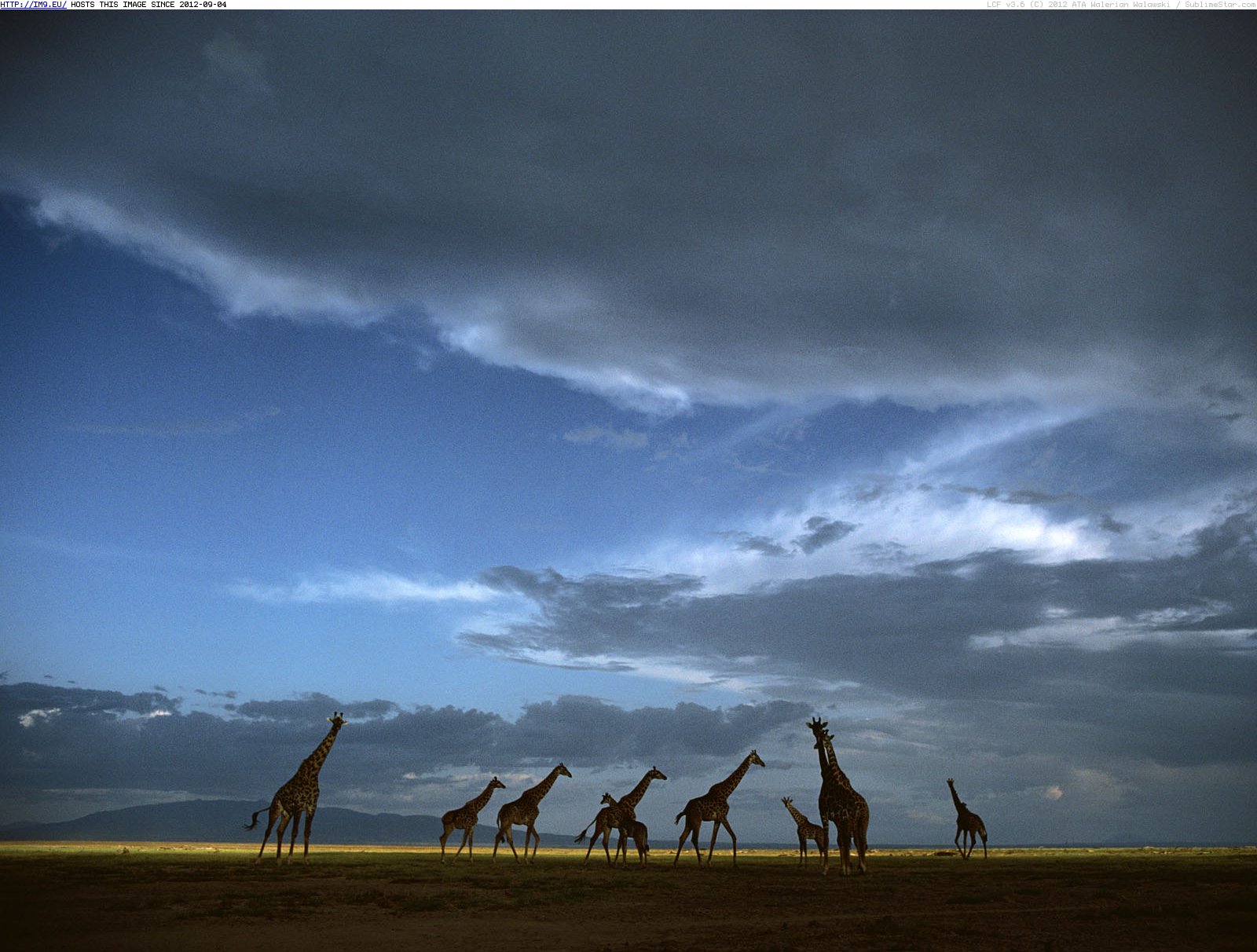 Giraffe Herd Crossing Grasslands, Serengeti National Park, Tanzania (in Beautiful photos and wallpapers)