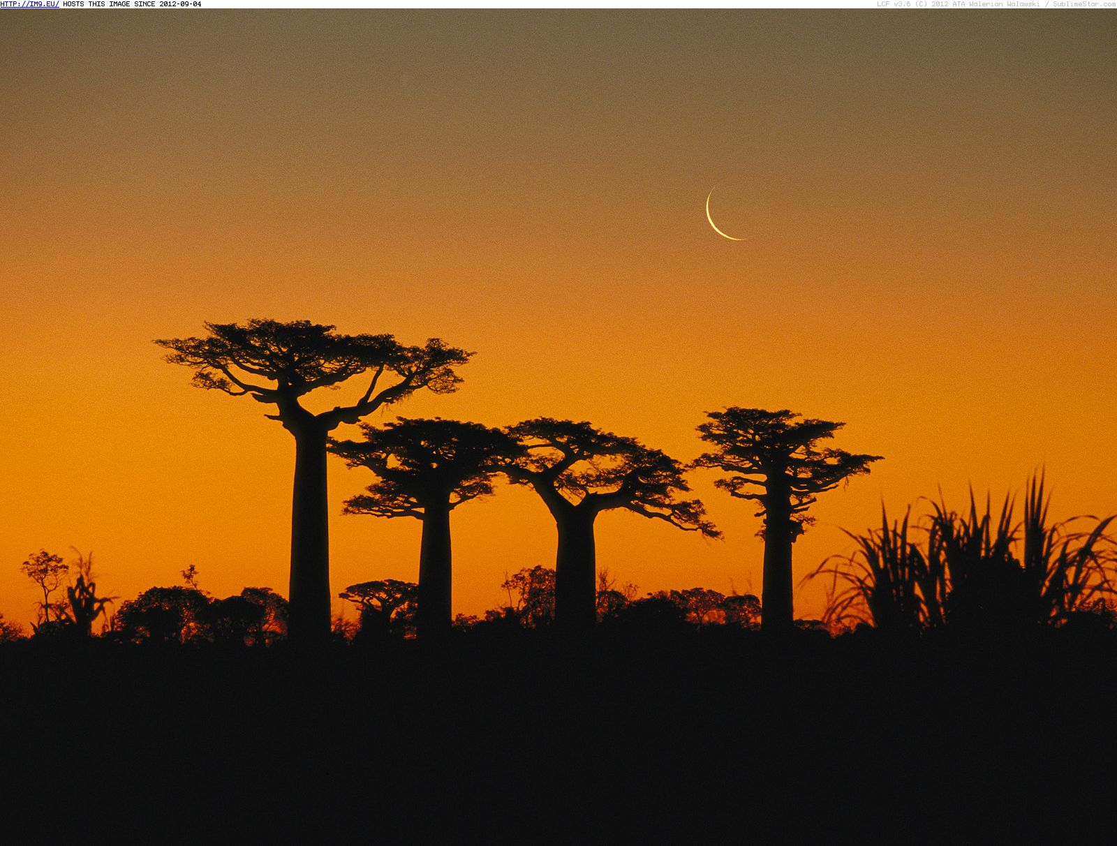 Grandidier's Baobab Trees, Madagascar (in Beautiful photos and wallpapers)