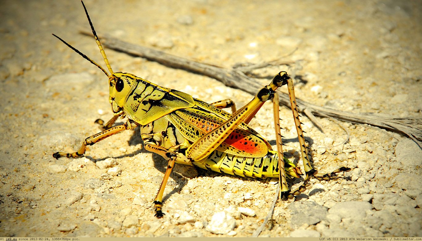 Grasshopper Wallpaper 1366X768 (2) (in Animals Wallpapers 1366x768)