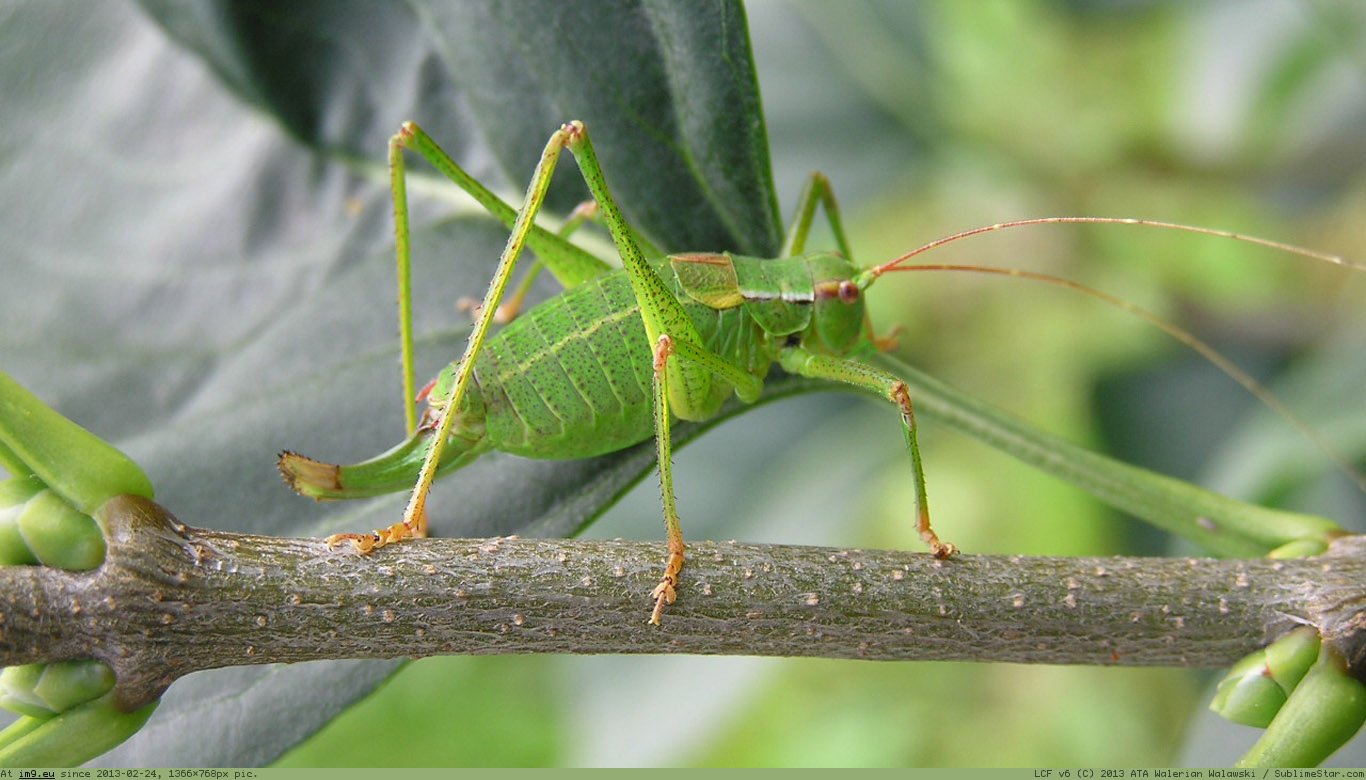 Grasshopper Wallpaper 1366X768 (in Animals Wallpapers 1366x768)