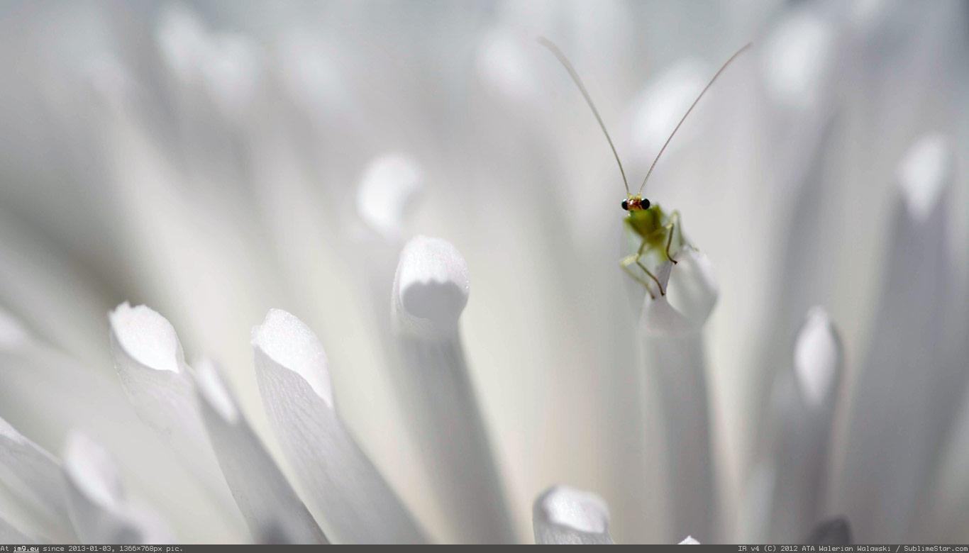 Green lacewing peering on petals (©Getty Images) (in December 2012 HD Wallpapers)