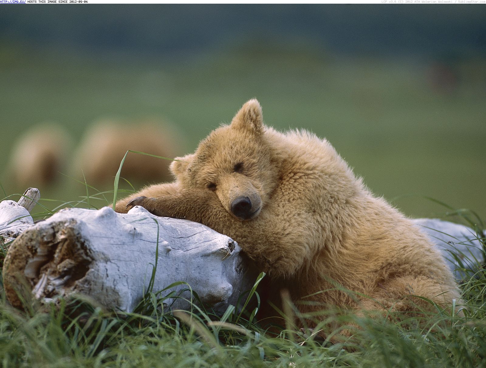 Grizzly Bear Sleeping, Katmai National Park, Alaska (in Beautiful photos and wallpapers)