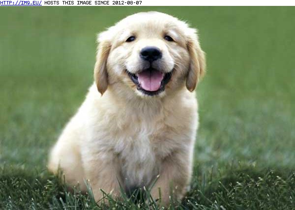 Happy puppy (in Cute Puppies)