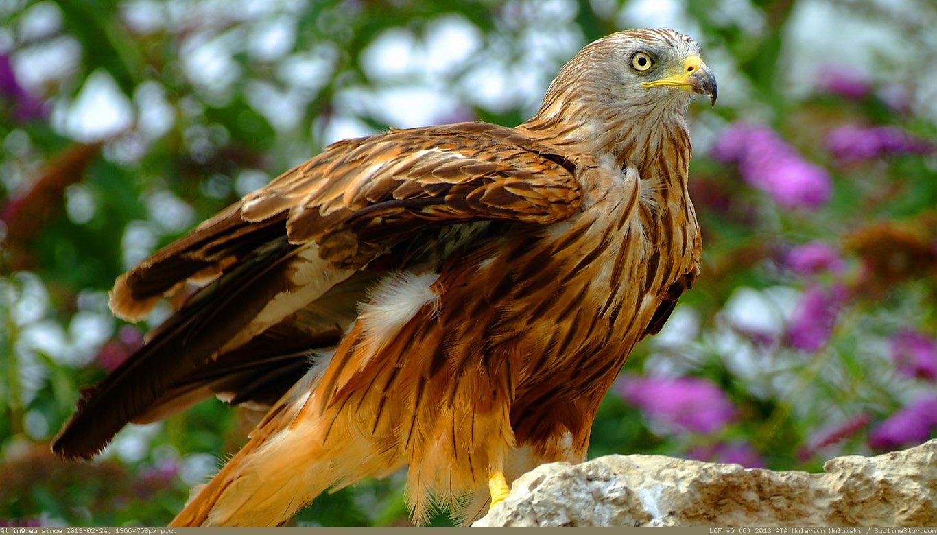 Hawk Wallpaper 1366X768 (in Animals Wallpapers 1366x768)