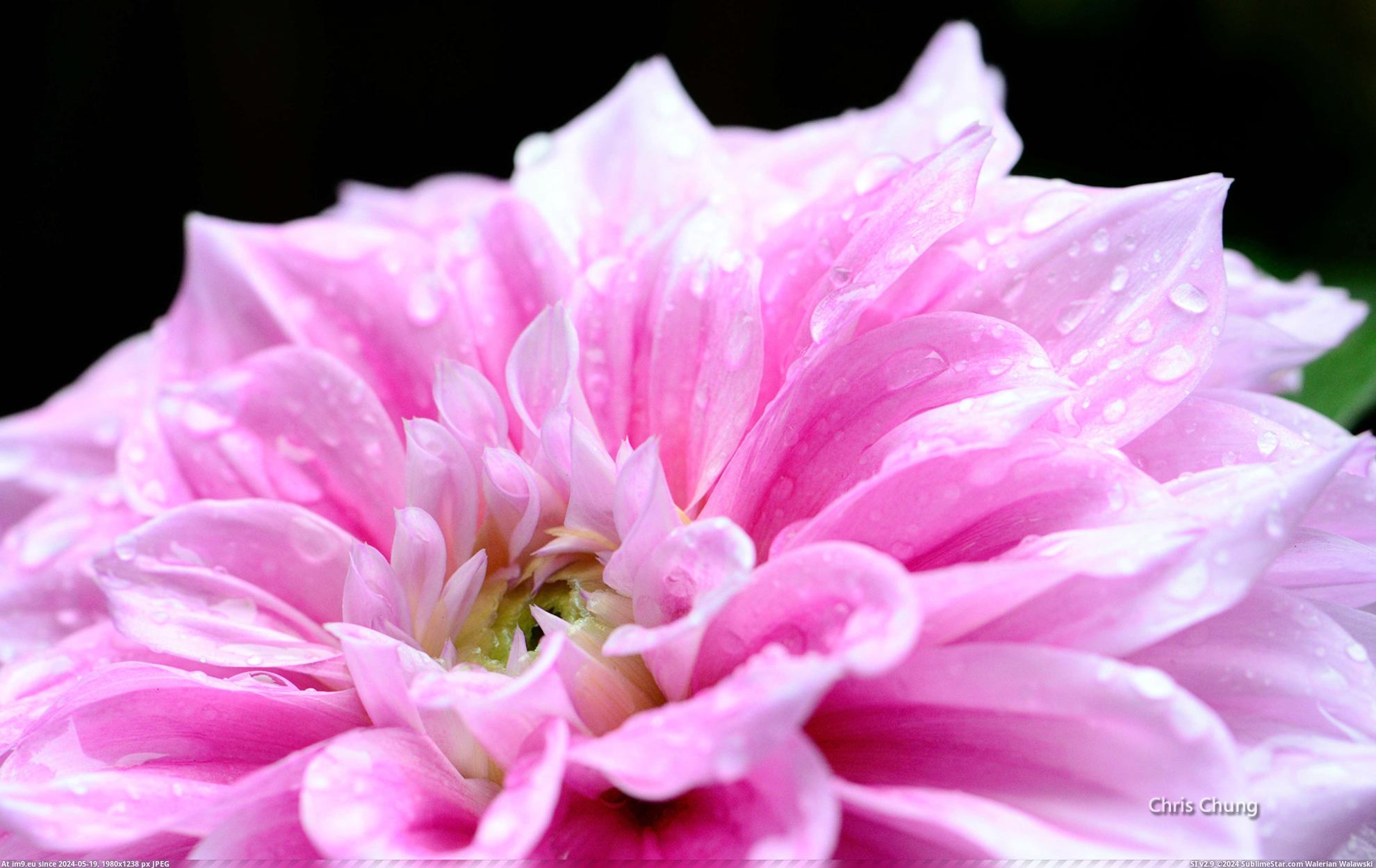 #Wallpaper #Wide #Flowers #Chrischung #Wallpapers #1920x1200 HD Wallpaper 1_chrischung-flowers Pic. (Image of album Heart touching Nature Wallpaper HD))