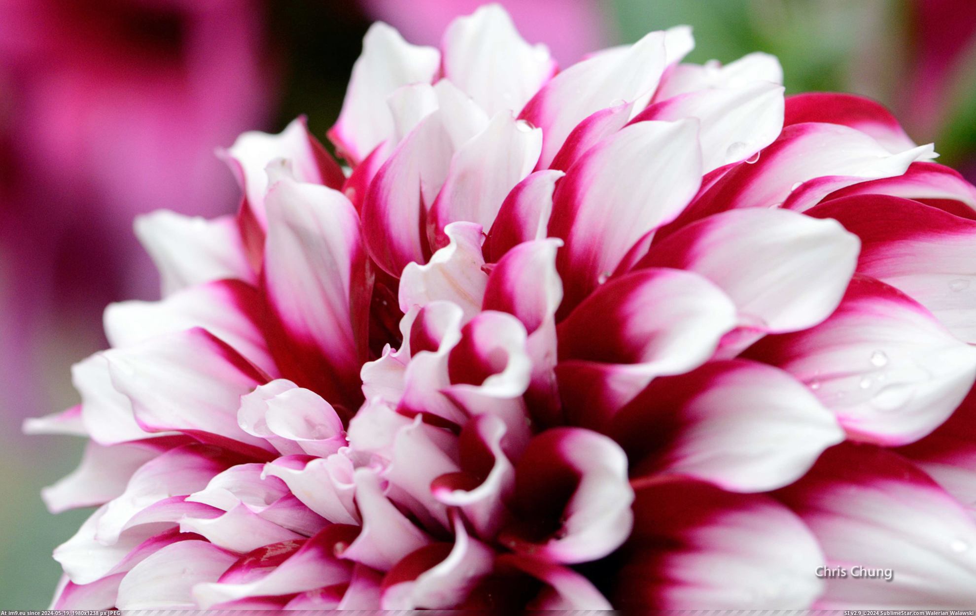 #Nature #Wallpaper #Flowers #Chrischung #Wide #Wallpapers HD Wallpaper 3_chrischung-flowers Pic. (Image of album Heart touching Nature Wallpaper HD))