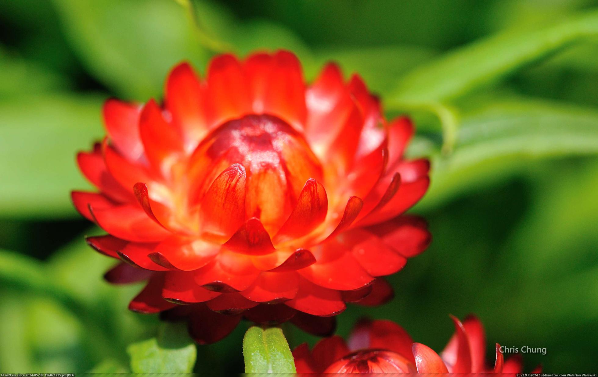 #Nature #Wallpaper #1920x1200 #Flowers #Chrischung #Wide #Wallpapers HD Wallpaper 6_chrischung-flowers Pic. (Image of album Heart touching Nature Wallpaper HD))