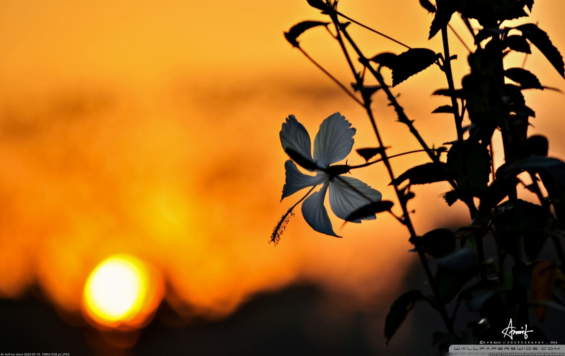 #Nature #Wallpaper #1920x1200 #Rose #China #Wide #Wallpapers HD Wallpaper china_rose-wallpaper-1920x1200 Pic. (Image of album Heart touching Nature Wallpaper HD))