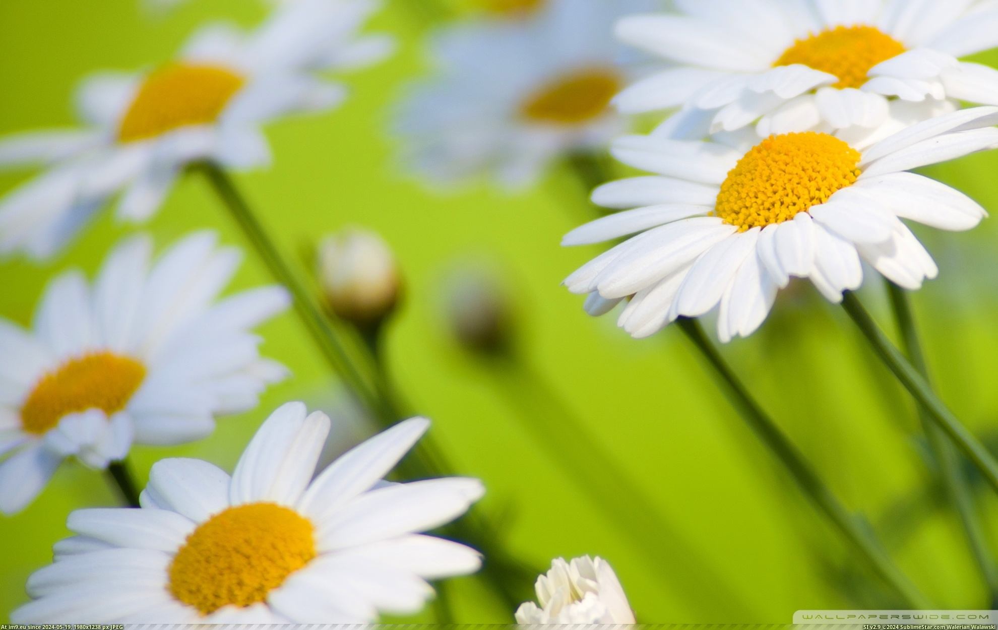 #Nature #Wallpaper #1920x1200 #Daisies #Wide #Wallpapers HD Wallpaper daisies_9-wallpaper-1920x1200 Pic. (Image of album Heart touching Nature Wallpaper HD))